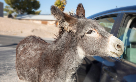 Curious wild burro checking out car, Beatty, Nevada. Wild donkeys live and roam the streets in and around Beatty.