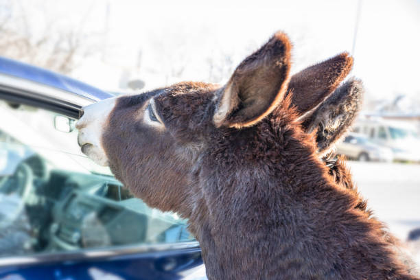 Curious wild burro checking out car, Beatty, Nevada. Wild donkeys live and roam the streets in and around Beatty.