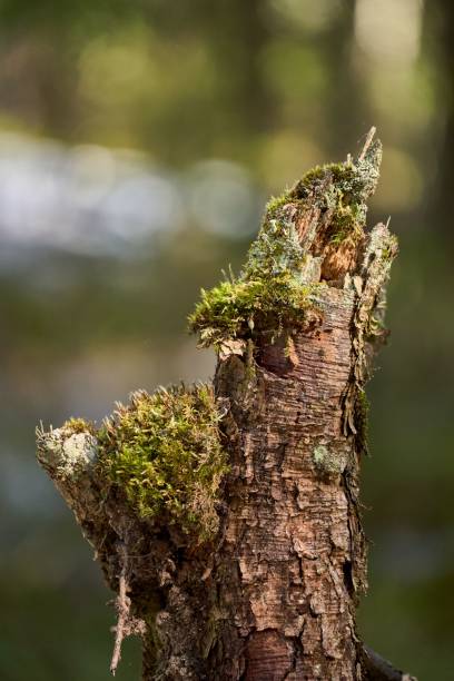 A vertical shot of a small section of green moss growing on a tree trunk