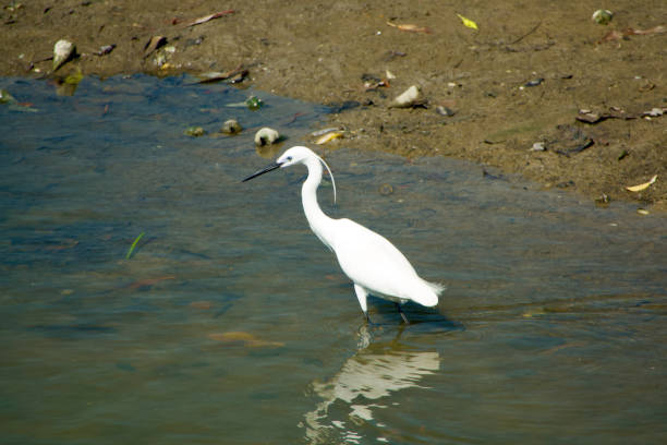 Little Egret Bird in Singapore wetlands