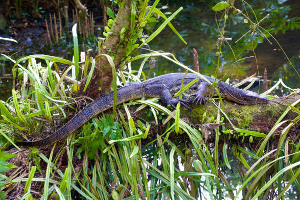 istock varan on a branch above a pond - side view 1482429834