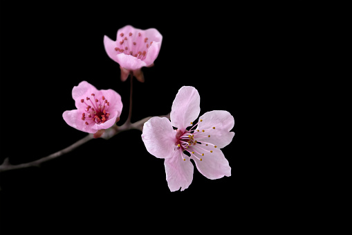 defocused tender pink sakura flowers on black background