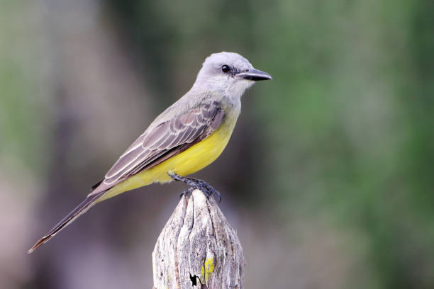 istock Tropical Kingbird (Tyrannus melancholicus) perched on a fence post 1482430532