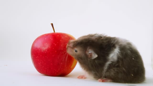 The gray hamster tilted his head and eats a red apple. The pet is vegetarian.