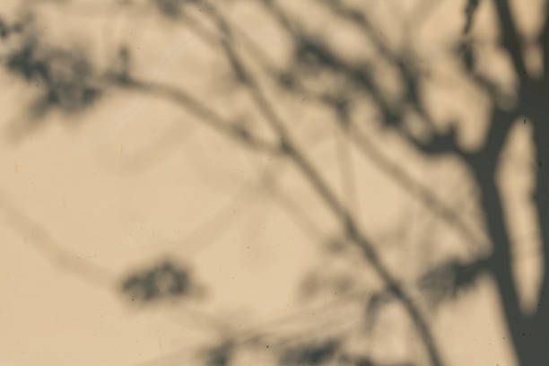 istock Shadow of garden trees reflected on white plastered wall 1482432648