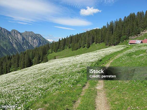 Prado De Wildflowers Completo - Fotografias de stock e mais imagens de Alpes Europeus - Alpes Europeus, Ao Ar Livre, Beleza natural