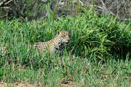 Jaguar  on a riverbank in the Brazilian Pantanal - Brazil
