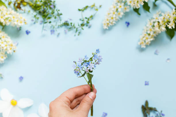 青の背景に手を持つ春の花。ハッピーイースター!母の日!青い紙に手の中の私と野の�花をフレームに入れてください - single flower flower mothers day easter ストックフォトと画像