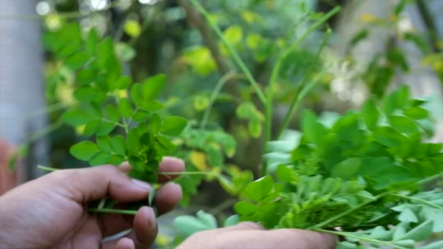 Picking plants Moringa leaves.