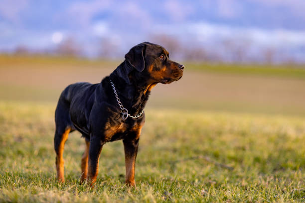 istock Rottweiler stands in the field 1482436064