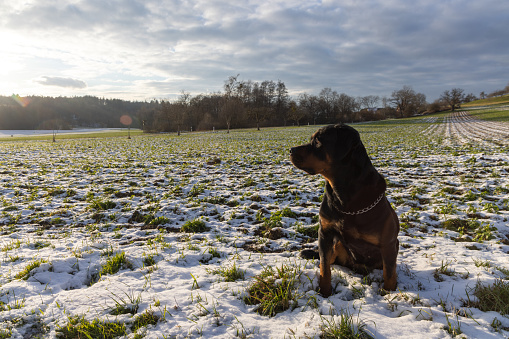 A serious big black dog of the Rottweiler breed sits on a wide meadow with green fine grass and white frosty snow, against the background of a bright winter sun and a cloudy blue sky