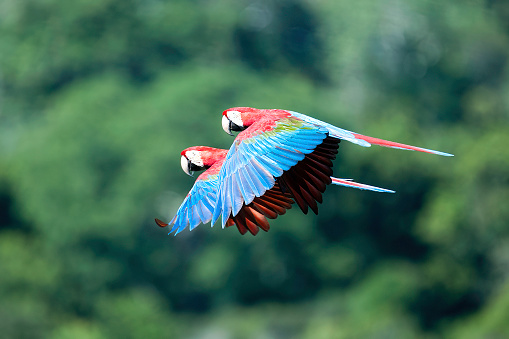 love is in the air - A couple of Red & Green Macaw in flight, taken at Madidi National Park - Bolivia