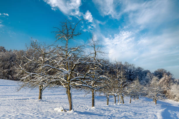 Huge bald deciduous frozen trees with crooked branches covered with white frost and snow stand on the winter hills, against the backdrop of a bright cloudy daytime sunny sky
