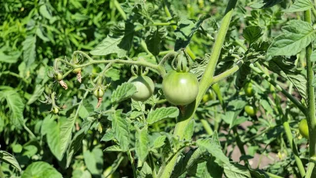 Green tomatoes growing on the bush in the garden. Vegetable garden.