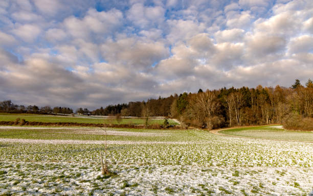 A green wide agricultural meadow sprinkled with frosty white snow, against the background of a bald dense thicket of the forest and a cloudy sunny daytime sky in winter