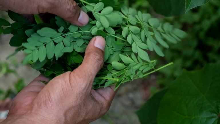 Picking plants Moringa leaves.