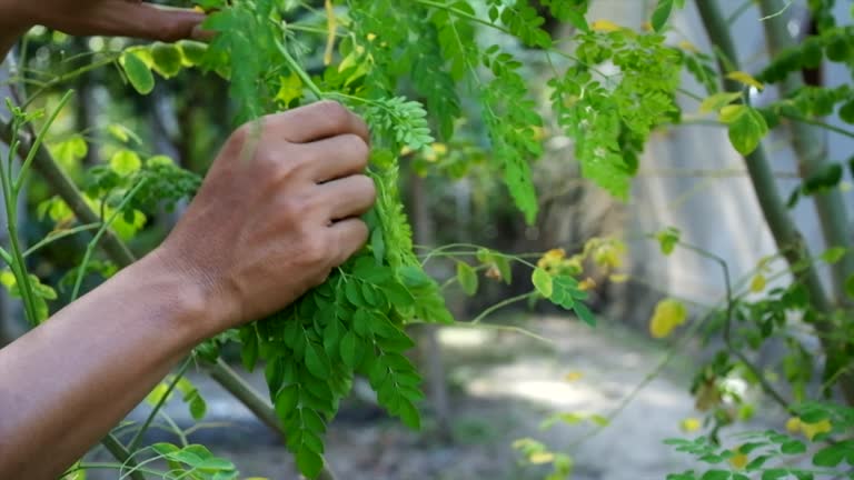 Picking plants Moringa leaves.