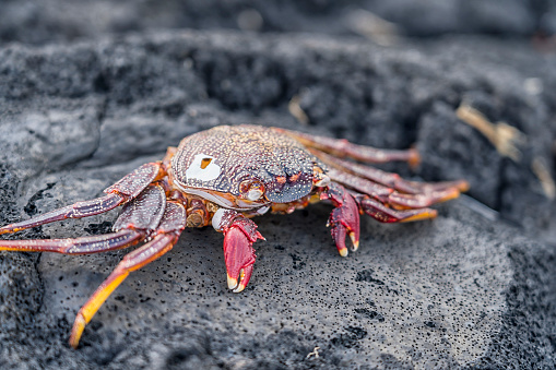 Close up of one colorful crab on black volcanic rock. Azores.