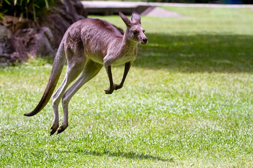 Profile portrait of leaping  adult eastern grey kangaroo in green grass with copy space.
