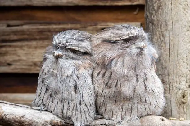 Pair of tawny frogmouth birds perched on tree branch in Tasmania, Australia.
