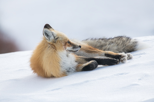 Fox laying on a snow covered hillside in the Yellowstone ecosystem  in Wyoming and Montana in western USA of North America.