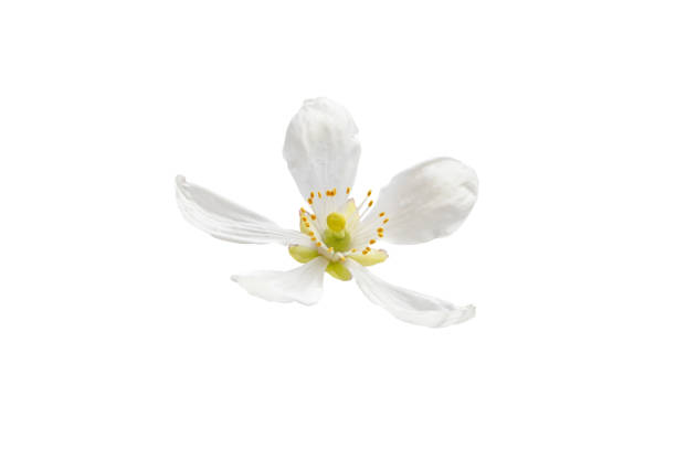 istock Orange tree blossom flower isolated on white 1482441628