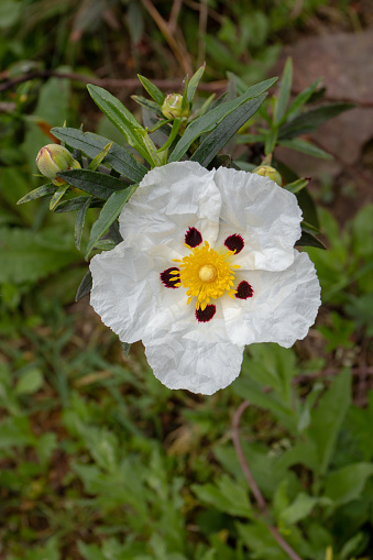 Cistus ladanifer or gum rockrose or labdanum or common gum cistus or brown-eyed rockrose flower with five crumpled papery white petals with maroon spot at the base and yellow stamens and pistils