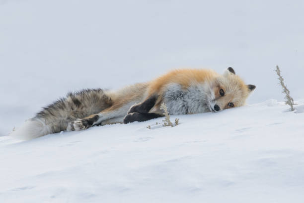 istock Fox laying on a snow covered hillside in the Yellowstone ecosystem 1482441659