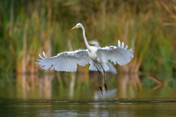 istock Beautiful white egret bird taking flight from a lake 1482442707