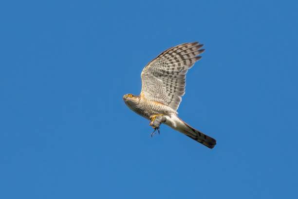 istock Low angle shot of a sparrowhawk bird flying in a clear blue sky 1482442709