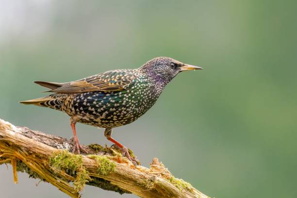 istock Small starling bird perched on a tree branch with lush moss surrounding it 1482442712