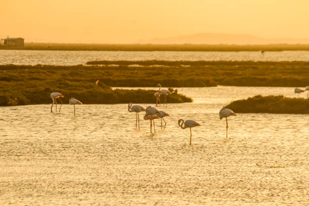 istock Sunset and flamingos 1482442841