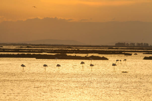istock Sunset and flamingos 1482442876