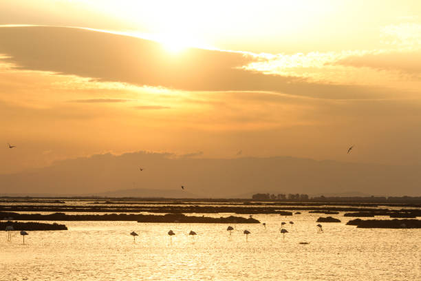 istock Sunset and flamingos 1482442944