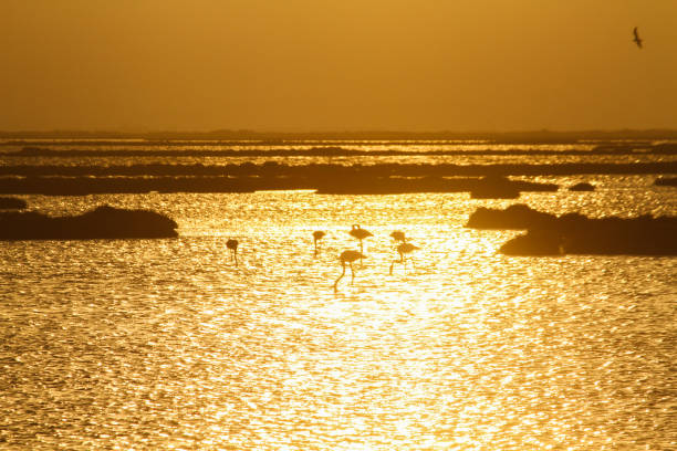 istock Sunset and flamingos 1482443002