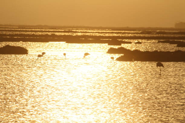 istock Sunset and flamingos 1482443094