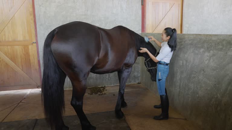 Asian woman horse farm owner is brushing a black horse in a stable. Thailand.