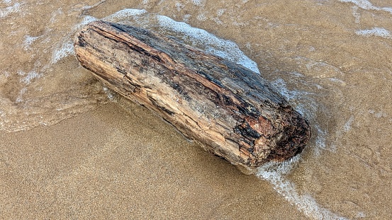 Close up of driftwood on beach