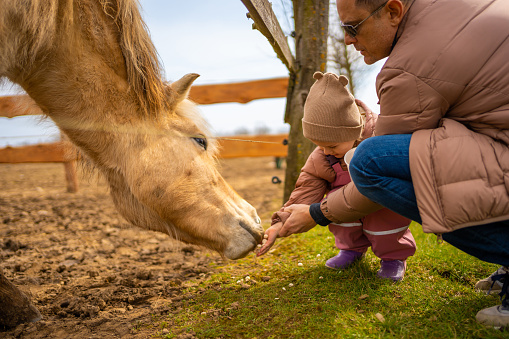 People feeding animals in contact zoo with domestic animals and people in Zelcin, Czech republic. High quality photo