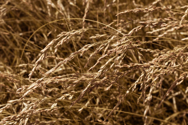 istock spikelets. dry grass. field with spikelets of wheat 1482449202