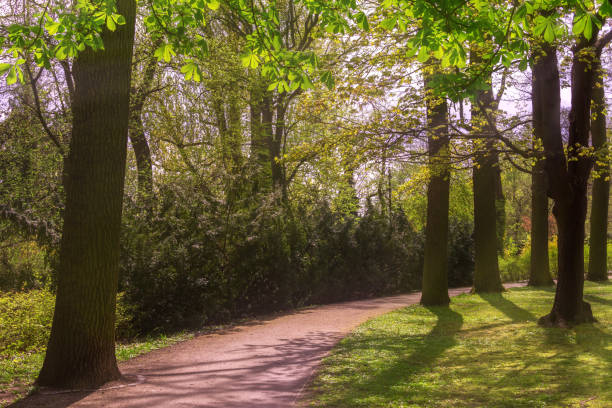 istock walking path in the park. sunny day in green park in spring 1482449203