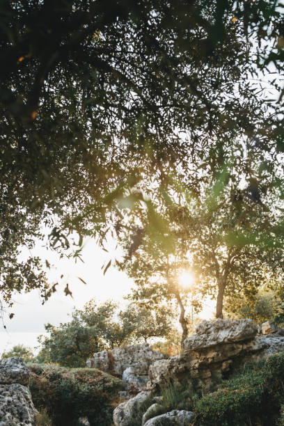 Olive trees with fruits glow beautifully at sunset. Garden with olive trees, Mediterranean landscape.Ready-made trees for harvesting.