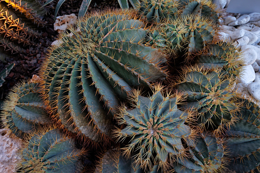 Echinocactus platyacanthus, also known as the giant barrel cactus, golden barrel cactus or giant viznaga, is a species of cactus. It is native to central Mexico in the Chihuahuan Desert.