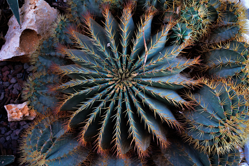 Echinocactus platyacanthus, also known as the giant barrel cactus, golden barrel cactus or giant viznaga, is a species of cactus. It is native to central Mexico in the Chihuahuan Desert.