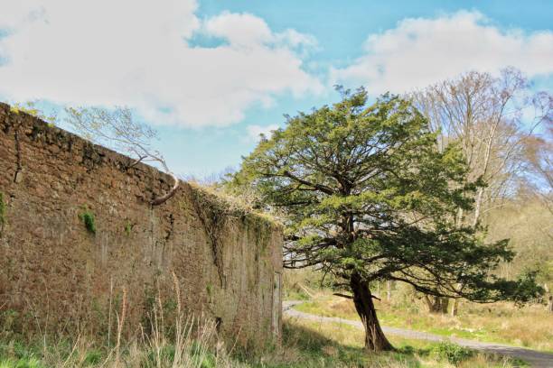 istock Dalquharran Castle Ruin, Scotland 1482450418