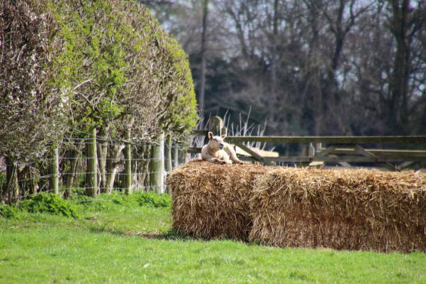 Lamb basking in the sun laid on straw bales
