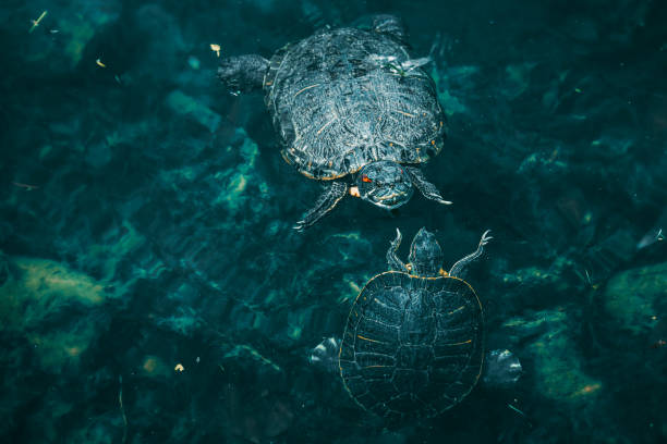 dwa żółwie pływające w stawie - young animal sea life amphibians animals and pets zdjęcia i obrazy z banku zdjęć