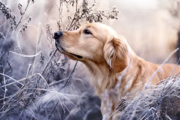 Golden Retriever stands in Winter