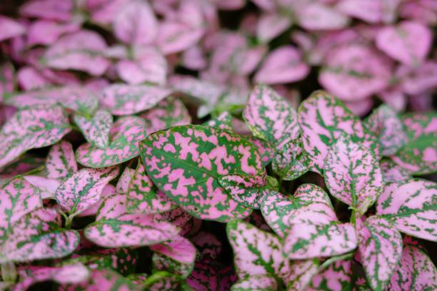 Pink Leaves stock photo
