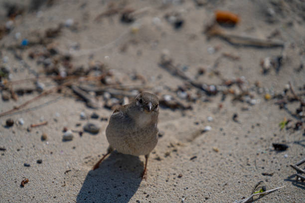 sparrow looking at the camera on the sand